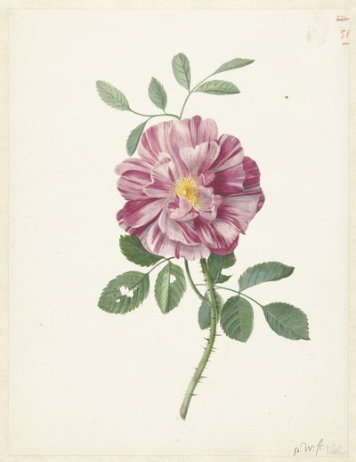 Rose gallique (Rosa gallica L. 