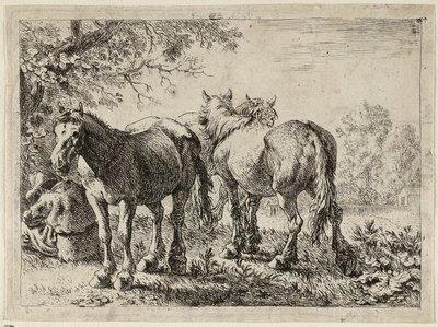 Trois chevaux dans un champ - Pieter van Laer