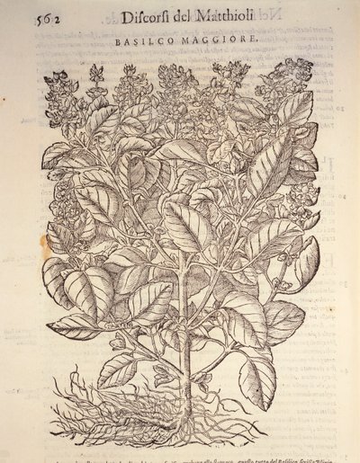 Basilic (Ocymum basilicum), gravure par Pier Andrea Mattioli - Pietro Andrea Mattioli