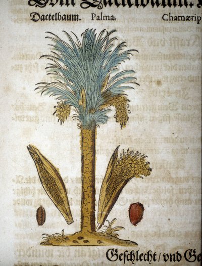 Planche botanique : Palmier avec dattes - Dans « herbarium mattioli ». - Pietro Andrea Mattioli