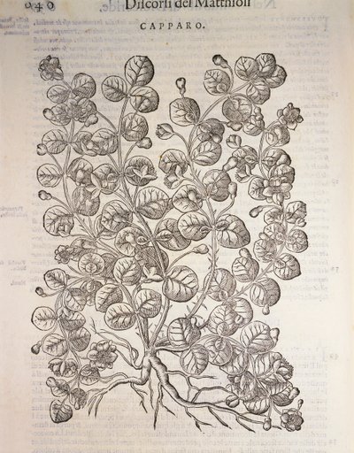 Câprier (Capparis spinosa), gravure par Pier Andrea Mattioli - Pietro Andrea Mattioli
