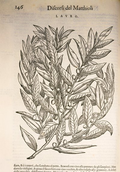 Laurier (Laurus), gravure par Pier Andrea Mattioli - Pietro Andrea Mattioli