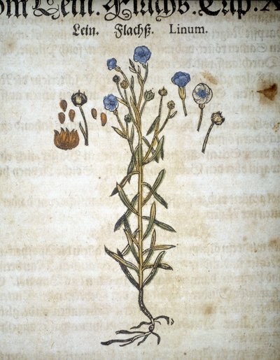 Lin ou Linum - Dans « Herbarium Mattioli ». - Pietro Andrea Mattioli