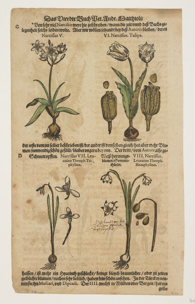 Narcisse, extrait de Commentarii in Sex Libros Pedacii Dioscoridis - Pietro Andrea Mattioli