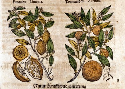 Les agrumes. Oranger et citronnier. Gravure - dans « Kreutterbuch Dess Hochgelehrten unnd weitberuhmten Herrn D. Petri Andreae Matthioli » de Pietro Andrea Mattioli. Francfort - Pietro Andrea Mattioli