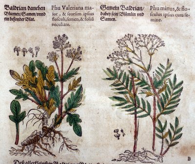 Valériane : deux espèces avec description de la plante - Pietro Andrea Mattioli