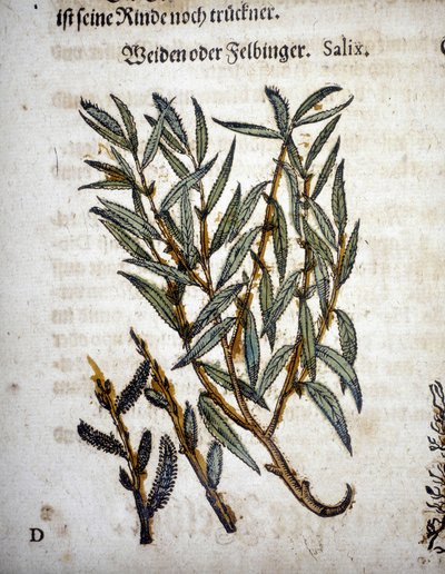 Branche de saule - Dans « Herbarium mattioli » - Pietro Andrea Mattioli