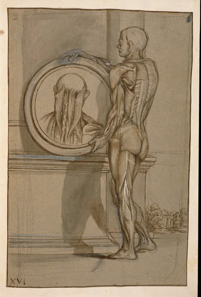 Ms Hunter 653 Planche XVI, dessin anatomique, c.1610 - Pietro da Cortona