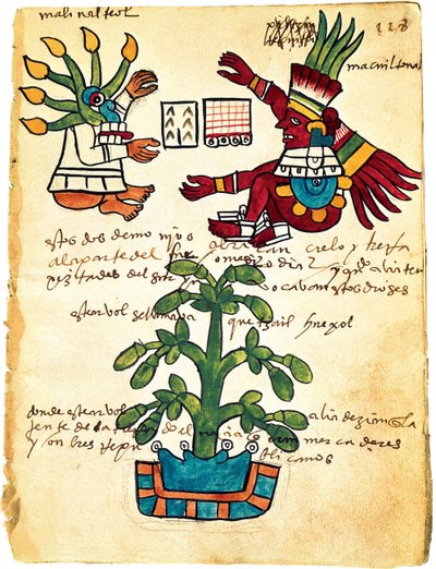 Cacaoyer du Codex Tudela, 1553 - Pre Columbian art