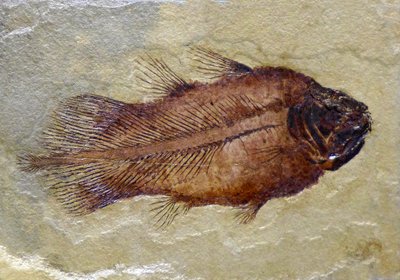 Empreinte fossile du coelacanthe du Carbonifère - Prehistoric Prehistoric