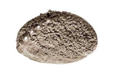 Art préhistorique : fossile de coquillage. De la grotte de La Riera, Barcelone - Prehistoric Prehistoric