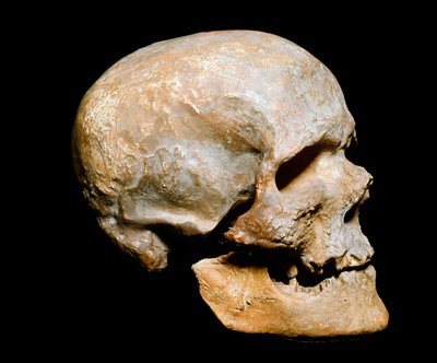 Préhistoire : crâne fossile de l