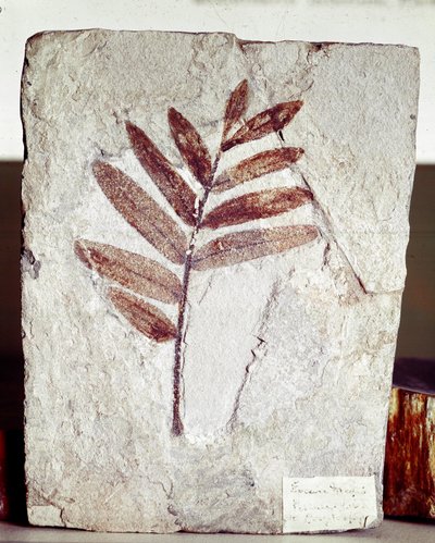 Préhistoire : fossile de branche dans le calcaire du site du Mont Bolca (Italie). Période éocène. Museo civico di storia naturale, Milan - Prehistoric Prehistoric