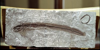 Préhistoire : fossile de poisson Eomirus Formosissimus du site du Mont Bolca (Italie) - Prehistoric Prehistoric