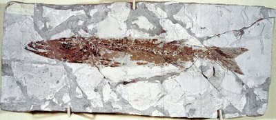 Préhistoire : fossile de poisson Sphyraena Bolcensis du site du mont Bolca (Italie) - Prehistoric Prehistoric