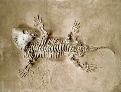 Préhistoire : fossile de Seymouria Bayolorensis, reptile amphibien du Texas aux États-Unis. Période Permienne. Museo civico di storia naturale, Milan - Prehistoric Prehistoric