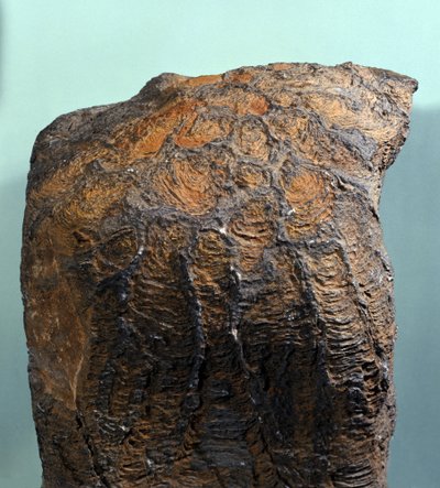 Préhistoire : fossile de Stromatolite (ou stromatolithe), roche marine, ère archéozoïque. Trouvé en Mauritanie - Prehistoric Prehistoric
