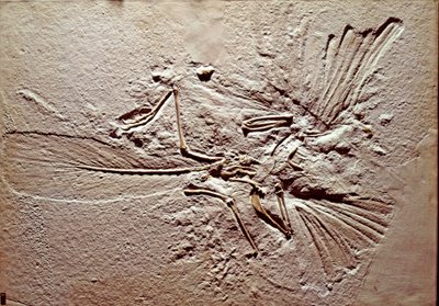 Préhistoire : fossile de l