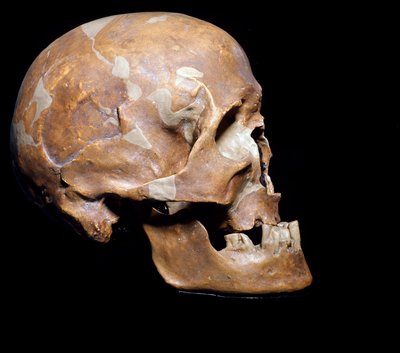 Préhistoire : crâne fossile d