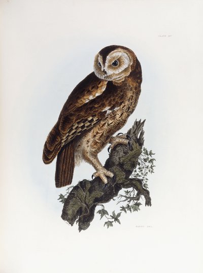 Chouette hulotte, 1841 - Prideaux John Selby