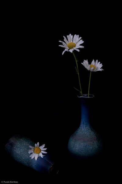 Élégantes marguerites bleues - Purple Bamboo