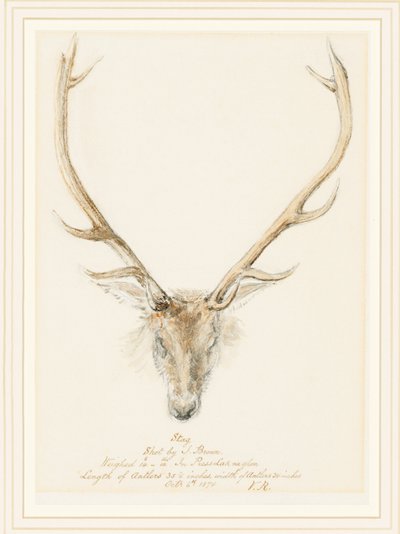 Un cerf abattu par John Brown - Queen Victoria
