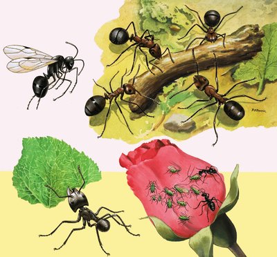 A comme Fourmis - R.B. Davis