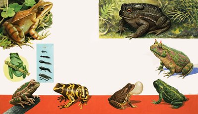 Toutes sortes de grenouilles et de crapauds - R.B. Davis