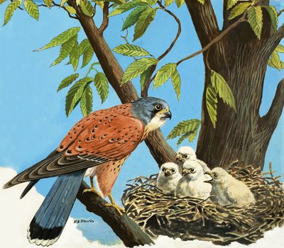 Faucon crécerelle et poussin - R.B. Davis