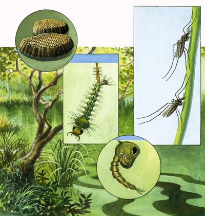 Cycle de vie du moustique - R.B. Davis