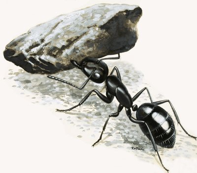 Petits monstres : La fourmi puissante - R.B. Davis