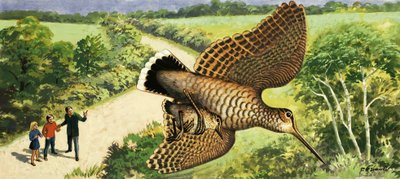 Regarder la nature : La bécasse - R.B. Davis