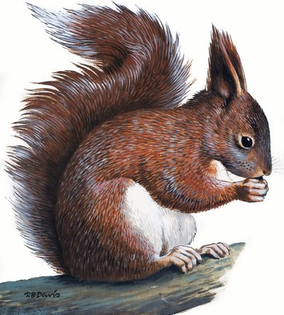 Écureuil rouge (gouache sur papier) - R.B. Davis