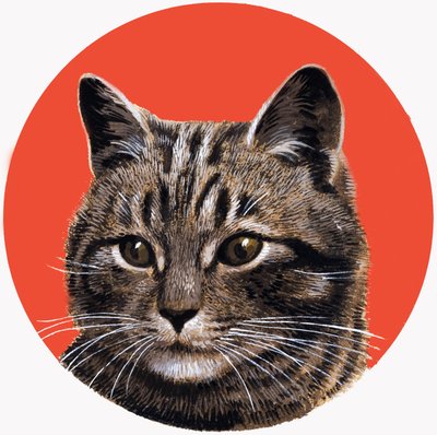 Chat tabby, extrait de "Treasure" (trésor) - R.B. Davis
