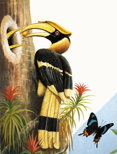 The Hornbill - R.B. Davis