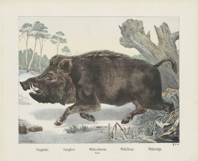 Sanglier - R. Schulz
