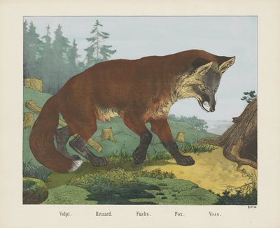 Renard - R. Schulz