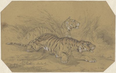 Deux tigres rampant dans l