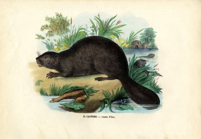 Castor - Raimundo Petraroja
