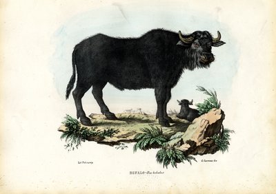 Buffle - Raimundo Petraroja