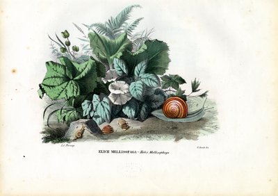 Escargots hélices, 1863-79 - Raimundo Petraroja