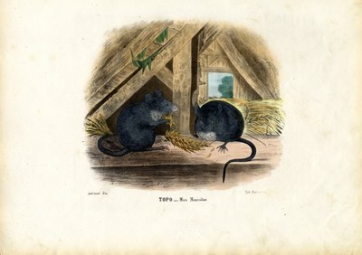 Souris Domestique, 1863-79 - Raimundo Petraroja