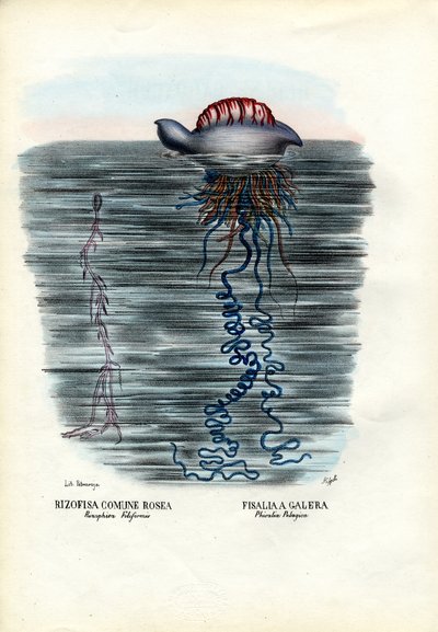 Méduses, 1863-79 - Raimundo Petraroja