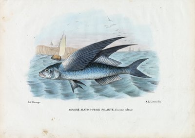 Poisson volant tropical à deux ailes, 1863-79 - Raimundo Petraroja
