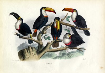 Toucans, 1863-79 - Raimundo Petraroja