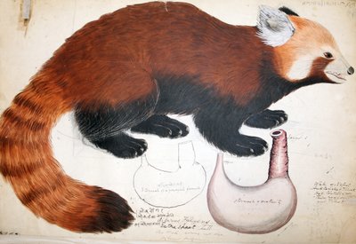 Manuscrits Hodgson Panda rouge, 1831-47 - Raj Man Singh