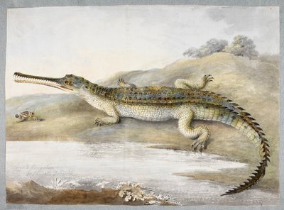 Un gherial ou crocodile gangétique face à face avec une sauterelle, c.1820 - Ram Sita