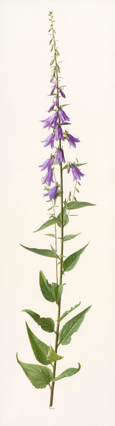 Adenophora species (huile sur papier) - Raymond Booth