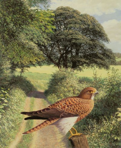 Faucon sur le poteau de la porte - Raymond Booth