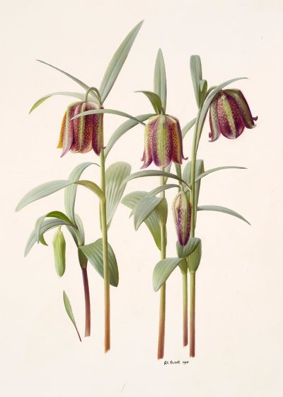 Fritillaria kotschyana - Raymond Booth
